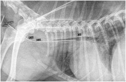 Колапс трахеї у собак, стентування трахеї