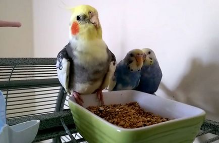 Corella și papagalul ondulat într-o cușcă (foto și video)