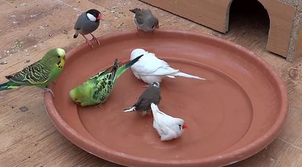 Corella și papagalul ondulat într-o cușcă (foto și video)