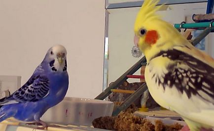 Corella și papagalul ondulat într-o cușcă (foto și video)