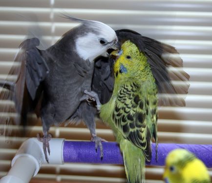 Corella și papagalul ondulat - într-o cușcă, pe care să-l alegi