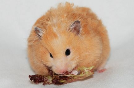 Îngrijirea și întreținerea hamsterilor, fotografie