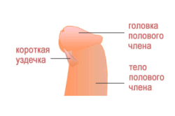 Chirurgie plastică de scurtă durată (frenuloplastie)