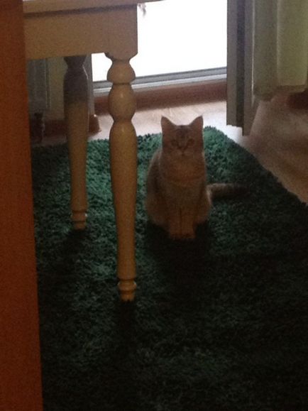 A macska is ember! A története Szerelem és Barátság) (cat) A macska is ember! A története Szerelem és Barátság)