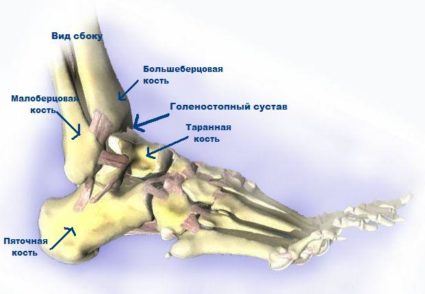 Кістки стопи людини; будова, відділи, суглоби і зв'язки