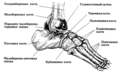 Кістки стопи людини; будова, відділи, суглоби і зв'язки