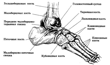 Picior uman; structura, departamentele, articulațiile și ligamentele