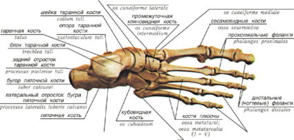 Picior uman; structura, departamentele, articulațiile și ligamentele
