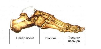 Кістки стопи людини; будова, відділи, суглоби і зв'язки