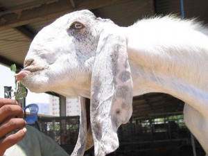 Красиві кози породи шами, фото, опис, розведення