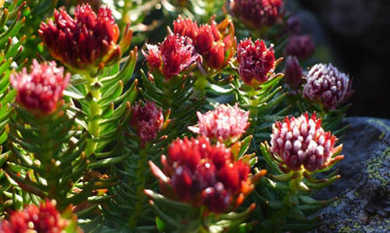 Pensula rosie - o planta medicinala unica