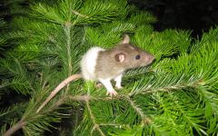 Șobolani, șobolani, celule de șobolan, paleți, animale curate, hrănind dieta șobolanului la captivitate