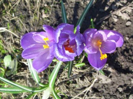 Crocus (șofran) - flori de grădină