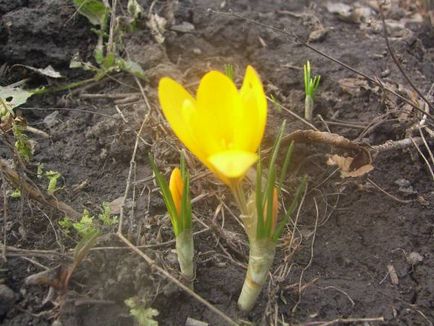Крокус (шафран) - садові квіти