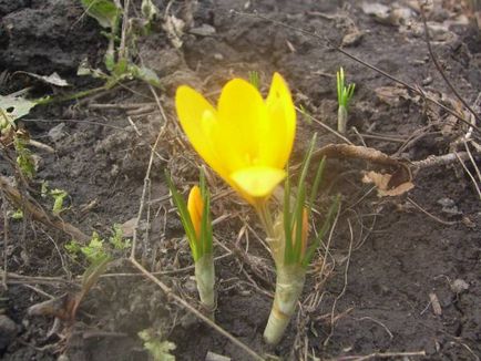 Crocus (șofran) - flori de grădină