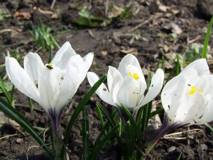 Crocus (șofran) - flori de grădină