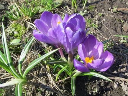 Crocus (șofran) - flori de grădină