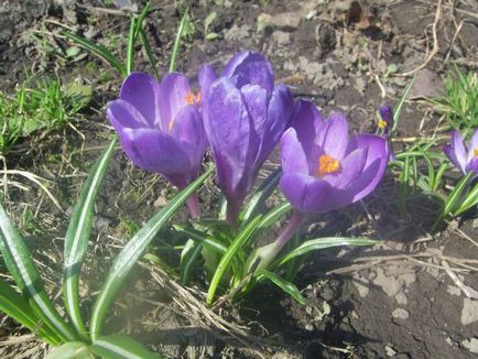 Crocus (sáfrány) - kerti virágok