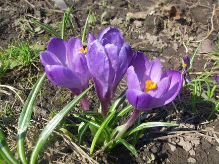 Crocus (șofran) - flori de grădină