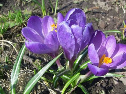 Crocus (șofran) - flori de grădină