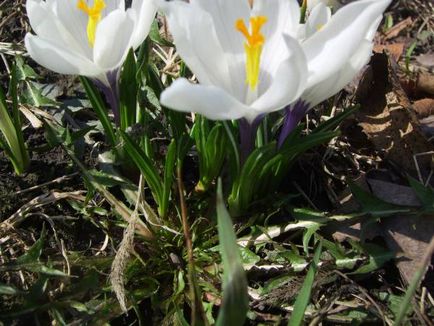 Crocus (șofran) - flori de grădină