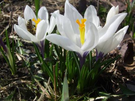 Crocus (șofran) - flori de grădină