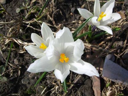 Crocus (șofran) - flori de grădină