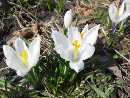 Crocus (șofran) - flori de grădină