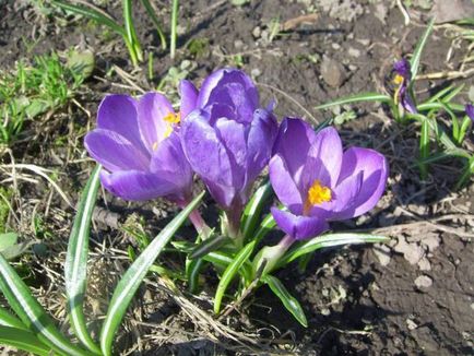 Crocus (șofran) - flori de grădină