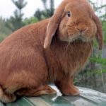 Iepure de ovine; trăsăturile caracteristice ale urechii și modul de reproducere a iepurilor acestei rase