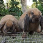 Nyúl ram; Fold és tulajdonságokkal rendelkezik, mint a tenyésztési a fajta nyulak (nyúl) Nyúl ram; Hajtás és tulajdonságokkal rendelkezik, mint a fajta nyulak a fajta