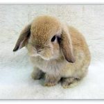 Кролик баран; характерні особливості висловухих і як розводити кроликів цієї породи