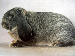 Iepure de ovine; trăsăturile caracteristice ale urechii și modul de reproducere a iepurilor acestei rase