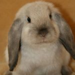 Nyúl ram; Fold és tulajdonságokkal rendelkezik, mint a fajta nyulak a fajta (jellemzők) Nyúl ram; Hajtás és tulajdonságokkal rendelkezik, mint a fajta nyulak a fajta