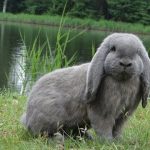 Кролик баран; характерні особливості висловухих і як розводити кроликів цієї породи