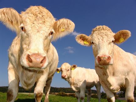 Купити ВРХ в Вологді, купити крупно рогата худоба вигідно, де купити худобу