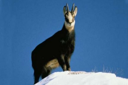 Courmayeur - Látnivalók, Courmayeur lejtők, hogy néz ki a Courmayeur