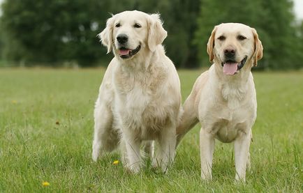 Labrador sau Golden Retriever există vreo diferență între labrador retrievers