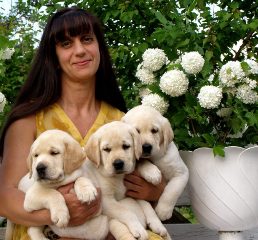 Labrador Retriever sau Golden Retriever, care mai bine de ales