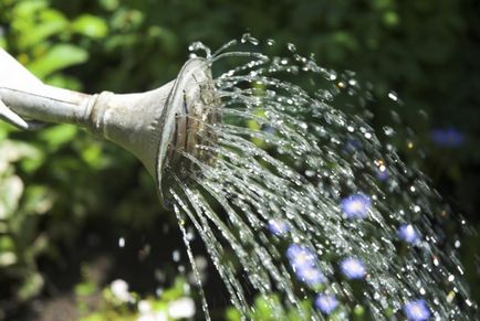 Norme de însămânțare a salatei pentru plantare, îngrijire și cultivare