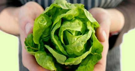Norme de însămânțare a salatei pentru plantare, îngrijire și cultivare