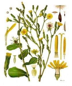 Saláta - Asteraceae kétéves növény pozsgás család