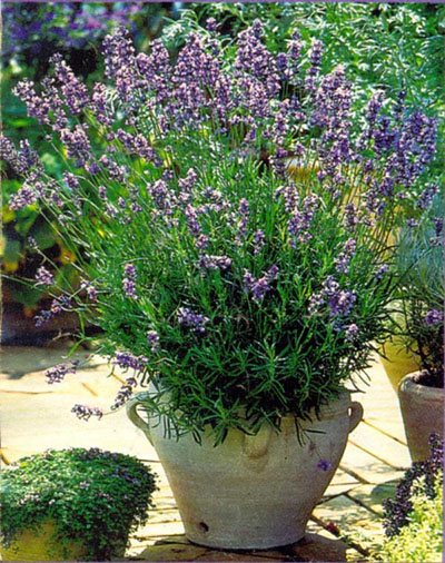 Lavanda creste pe balcon