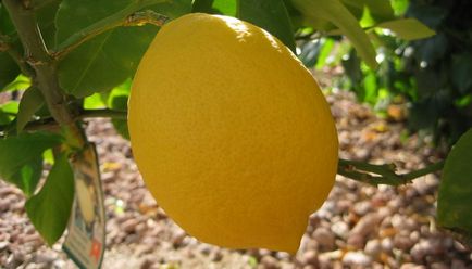Лимони на вікні їх види і розмноження