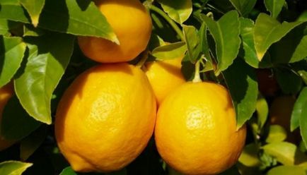 Лимони на вікні їх види і розмноження