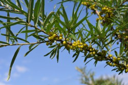 Buckthorn elhagyja gyógyszer tulajdonságait és ellenjavallatok