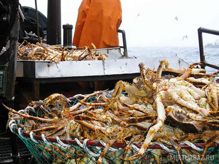 crabbing tábori Kamcsatka (kemping) Fogása rákok tábori Kamcsatka
