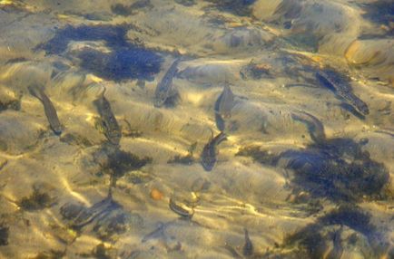 Prinderea minnow, habitat, timp și momeală