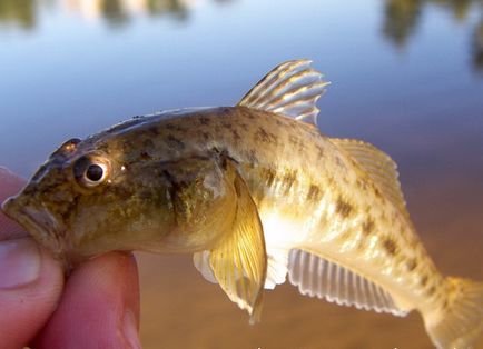 Prinderea minnow, habitat, timp și momeală