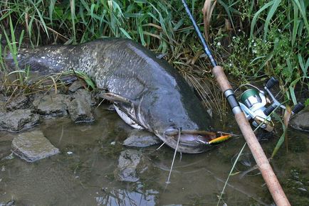 Catfish Catcher cu sunet ecou